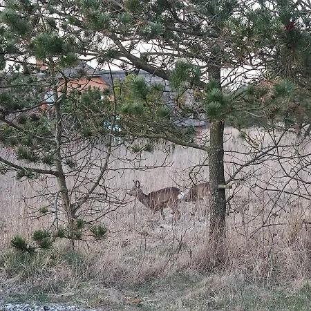 12 Person In Ulfborg Husby